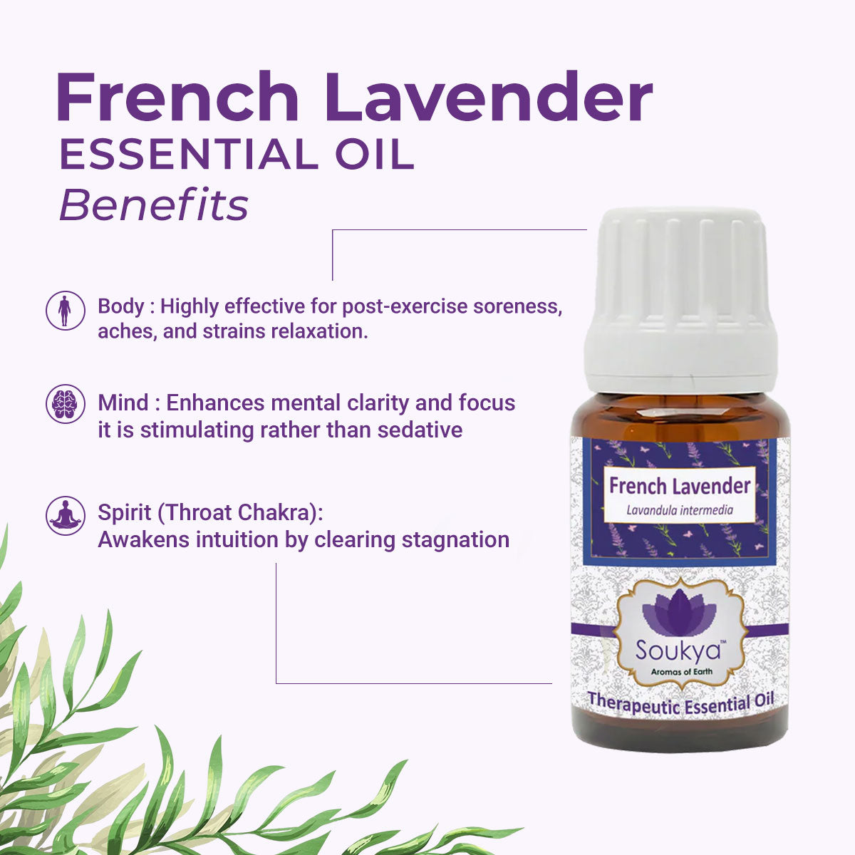 French Lavender Essential Oil