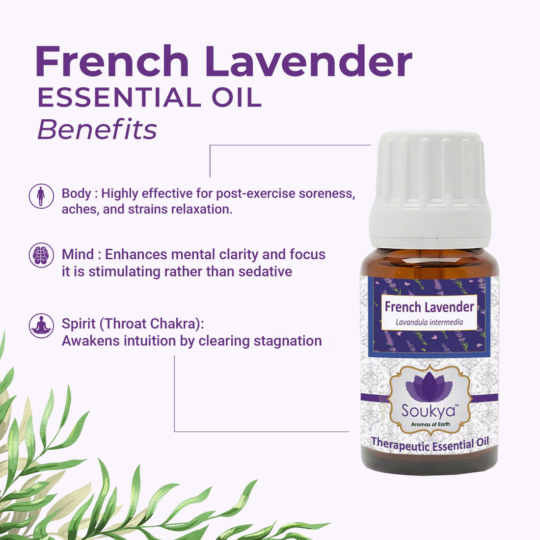 French Lavender Essential Oil